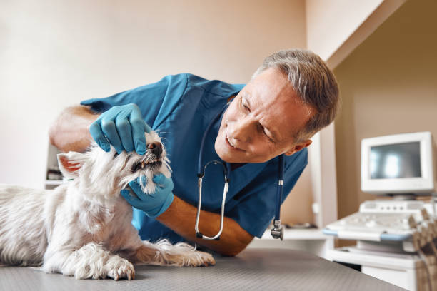 Best 24-Hour Emergency Dentist in Prescott, AR